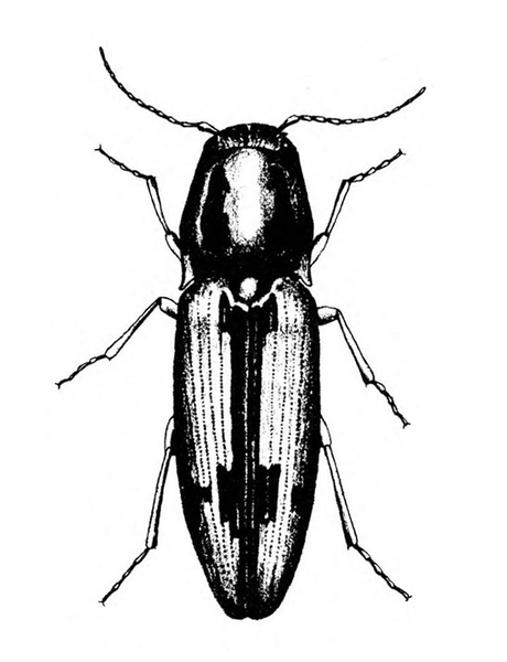 Dark, elongate, oval beetle with pale wing covers. Wing covers have dark edges and central dark stripe wider at base and just before rear.