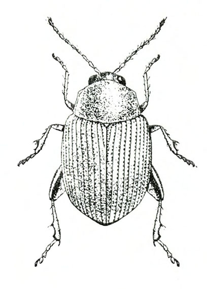 Top view of beetle with ridged, leathery wing covers folded over back, six legs, and two thin antennae. Black and white art.