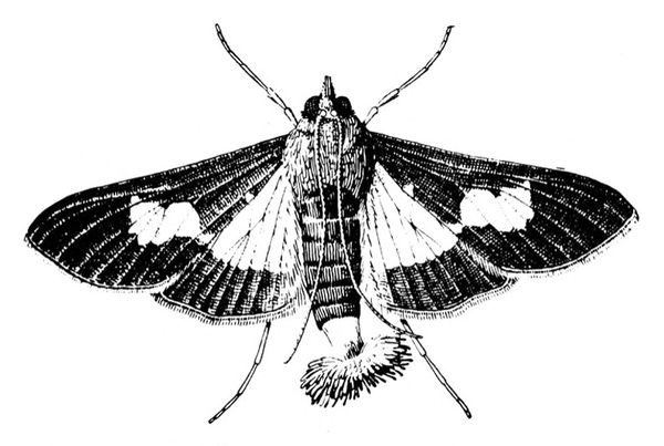 Moth in black and white. Spread wings black with faint lines. White splotch on forewings. Hind wings white at base. Prominent hairs at abdomen tip.