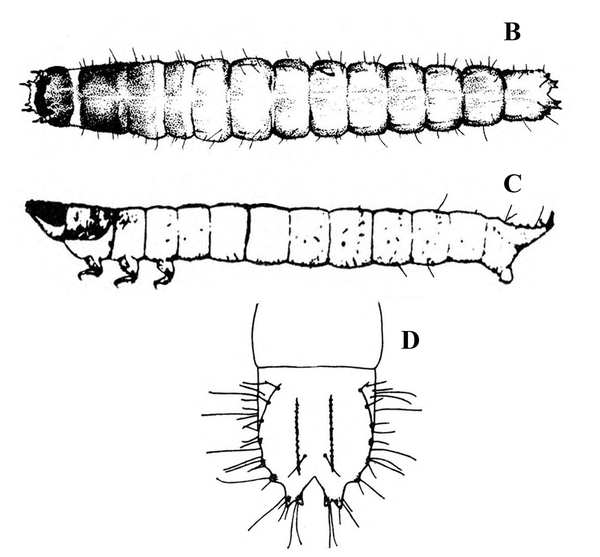 B shows slender worm, rounded at ends. C shows pointed head and rear. D shows last abdominal segment, with V notch and long hairs. Black and white art.