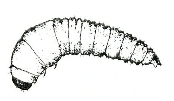 Top view of comma-shaped grub with segments wider near black head. Black and white art.