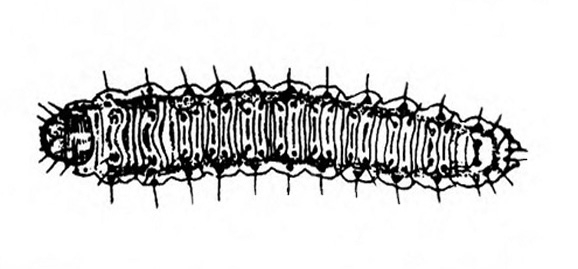 Top view of larva showing black head and dark line down each side with a light outline. A short hair sticking out from each segment. Black and white art.