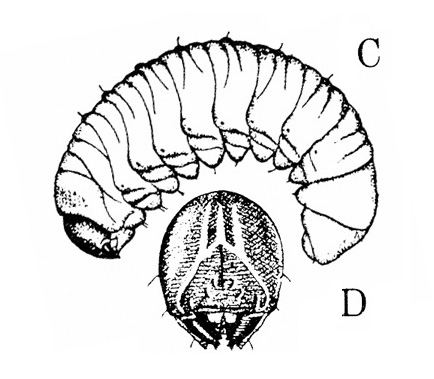 Side view of C shaped, wrinkled grub arched above drawing of face. Black-shaded face has a light, inverted V with three white lines above.