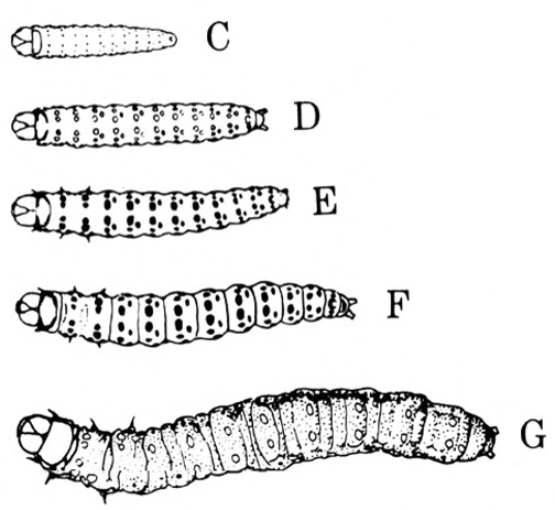 Top view of five pickleworms, from smallest at top to largest at bottom. Spots visible on bodies of second, third, and fourth stages. Black and white art.