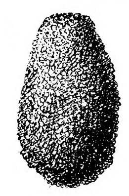 Egg-shaped cocoon. Black and white shading imparts a fuzzy appearance.