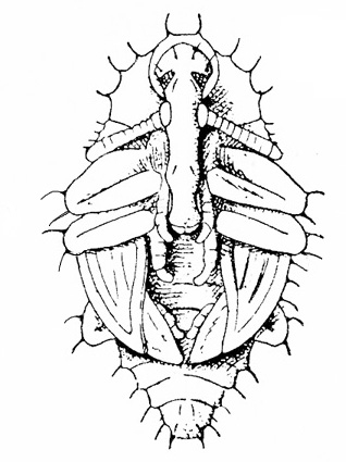 Bottom view with very long face, antennae near eyes, folded legs, and wing pads all appressed to body. Segmented abdomen visible below wing pads.