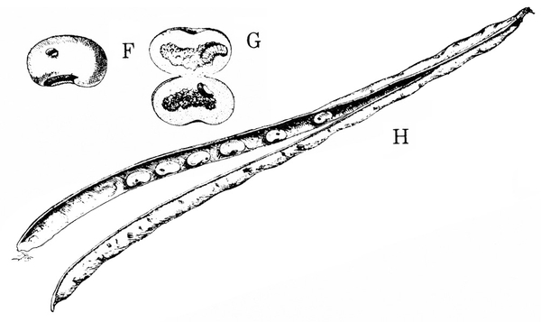 Whole pea seed at upper left, labeled F. Opened pea with curled larva inside top half, labeled G, at right. Long, slender opened pod at bottom, labeled H.