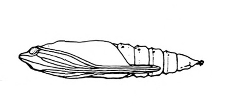 Oblique view of slender, spindle-shaped pupa with face, antennae, legs, and wing pads closely appressed. Segmented body tapers to the end. Black and white art.