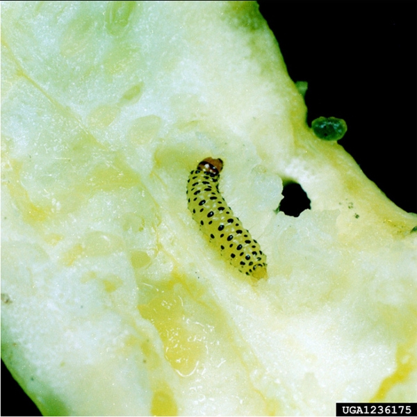 Bright-green worm crawling on whitish-yellow flesh of cucumber. Black spots all over body. Black head.