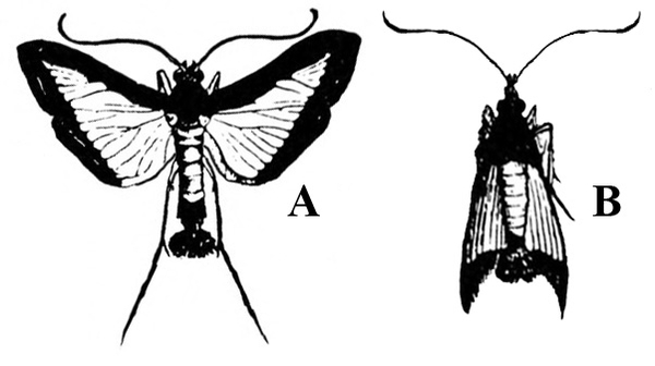 Two moths with wings spread at left and wings folded back, tent-like, at right. Thick black border outlining edges of light, veined wings. Black and white art.