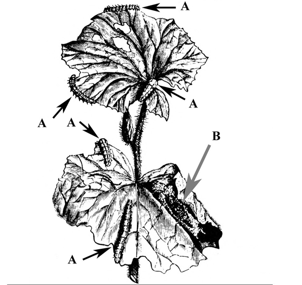 Upright stem with two leaves with larvae crawling on surfaces and edges. Indistinct dark-shaded pupa on bottom right of lower leaf. Black and white art.