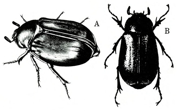Two top views of dark, glossy, oval beetle with three pairs of bristled legs, two club-like antennae, and wing covers folded. Drawings mostly black.