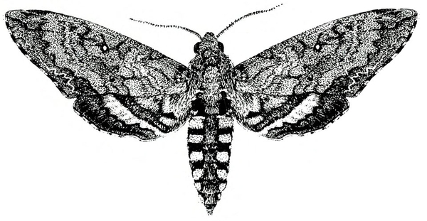 Top view. Spread forewings are shaded gray and black. Hind wings are black with a white stripe bisecting each. Light spots down both sides of tapered abdomen.