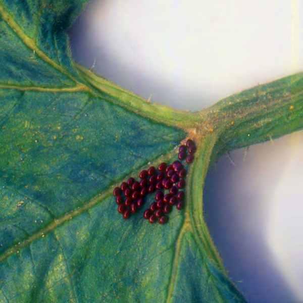 Cluster of about three dozen, glossy reddish-bronze eggs between veins of green leaf near stem end.