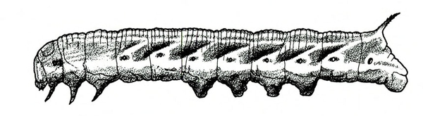 Side view of body showing spots and diagonal stripes, legs, prolegs, and thorn-like anal horn protruding upward at rear. Black and white art.