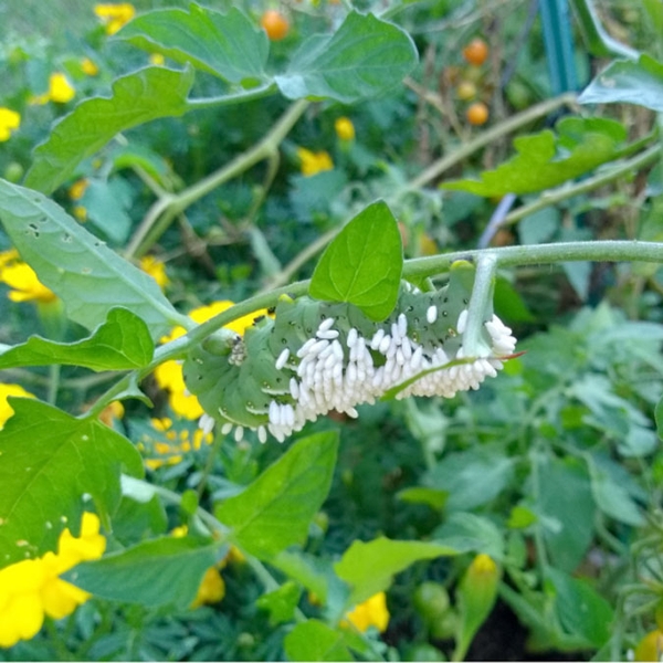 Hornworm crawling upside-down on stem at image center. Back is covered by masses of white cocoons. Green worm blends in with leaves. Yellow areas are blossoms.