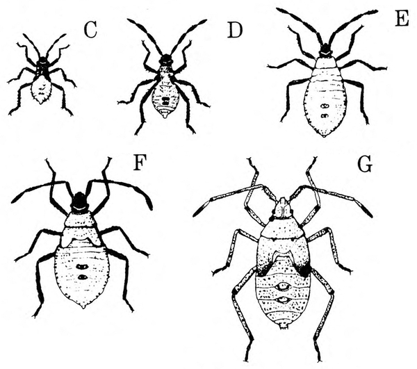 Five stages of nymphs labeled C, D, E, F, and G, from smallest to largest. First three stages on top row; two largest nymphs below. Black and white art.