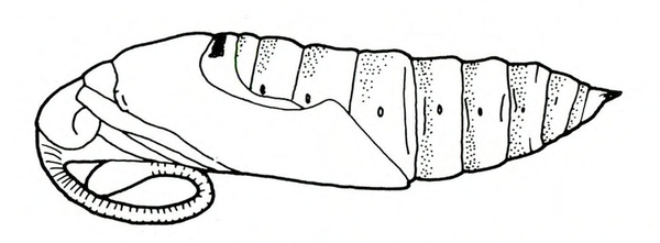 Side view of cylindrical pupa that tapers to point at rear and has loop of mouthparts below the head and thorax. Black and white art.