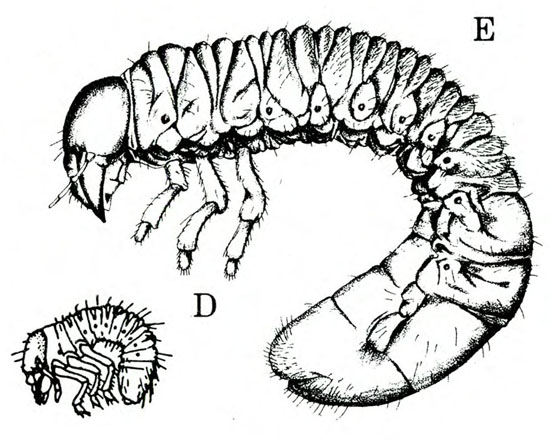 Side of curved grub with downward-pointed head, 3 legs, spiracles along body, and fat terminal segments. Below is younger, smaller grub. Black and white art.