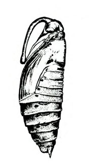 Side of pupa with appressed head, legs, and wing pad. Looped mouthparts at top. Abdomen segmented below wing pads. Tapered head and rear. Black and white art.