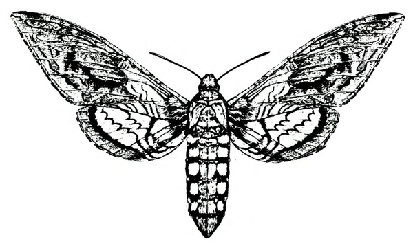 Top view. Spread forewings held upward and shaded with black markings. Hind wings have white centers with wavy lines. Large, light spots on torpedo-shaped body.