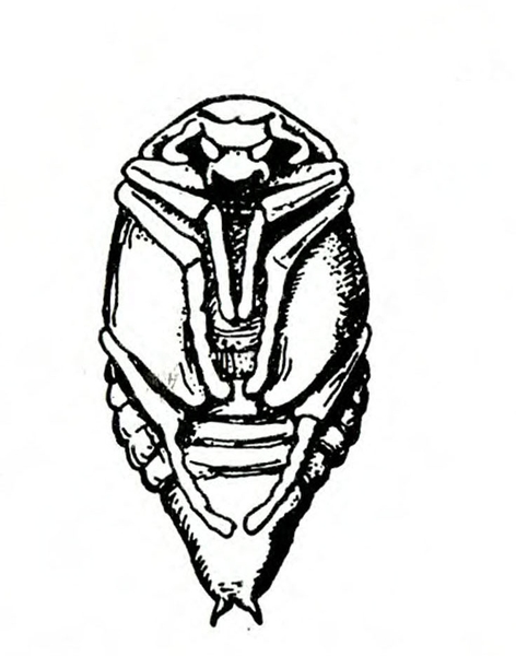 Oval pupa with face, antennae, folded legs, and wing pads appressed to body. Hind legs under wing pads. Visible abdomen segmented with twin spikes at rear.