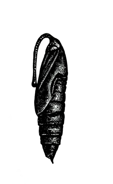 Cylindrical pupa, shaded mostly black. Segments of abdomen come to a point at tip. The loop at top encases eventual mouthparts.