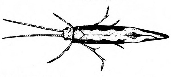 Top view of slender tapered wings folded back, black at edges. Two, long antennae swept forward from small, bulbous head in a V. Black and white art.