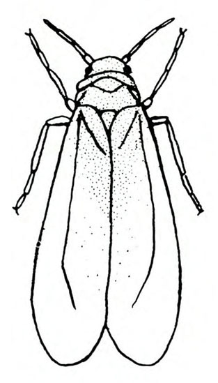 Top view. Whitefly outlined in black. Two slender wings folded tent-like over back obscure the body. Wings rounded at tips. Two pairs of extended legs.
