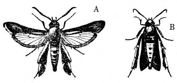 Moth on left with wings spread, hind wings clear; moth on right at rest with wings folded over back. Long hind legs fringed with scales. Black and white art.
