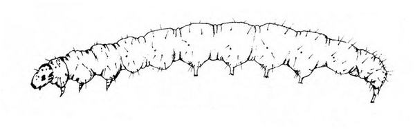 Very slender, faint caterpillar with tiny pointed head. Side view. Tiny legs and prolegs visible under body, which has short, fine hairs. Black and white art.