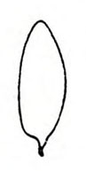 Elliptical shaped egg, white outlined in black. Stem-like extension at tip.