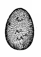 Egg-shaped seed. Black and white shading gives it a textured, speckled appearance.