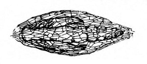Cocoon with convex shape and many small rectangular, square, and diamond-shaped panes indicating see-through texture. Black and white art.