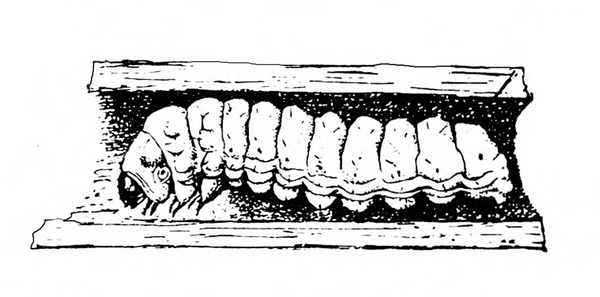 Stem dissected to reveal borer inside. Fat, wrinkled body with tiny, dark, downward-pointed head and dots on outer edges of segments. Black and white art.