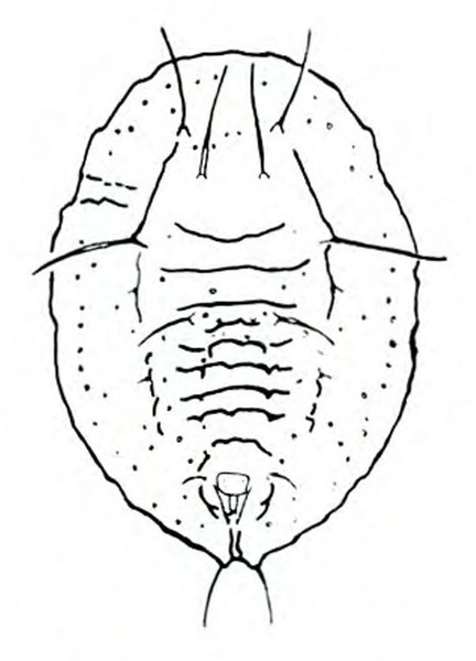Top view of tiny, oval-shaped, scale-like insect with microscopic hairs. Horizontal lines indicate wrinkled skin. Black and white art.