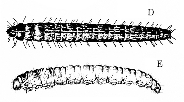 Two renderings of caterpillars. Top image is heavily shaded black with long hairs surrounding body. Image below is fainter and shows very tiny legs and prolegs.