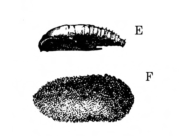 Slender pupa on its side, labeled E, at top. Fuzzy-looking cocoon, labeled F, at bottom. Shaped like a fingerprint. Black and white art.