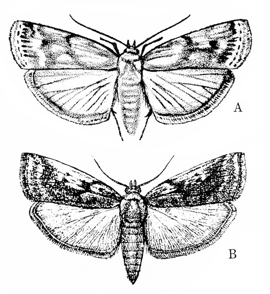 Moths at top and below with wings spread. Forewings are darker and mottled on each. Narrow borders at wing edges. Hind wings lighter with dark veins.