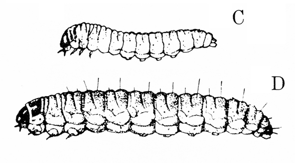 Side views. Smaller larva at top, one-third the size of caterpillar below. Bottom image shows long, upright hairs on back, and black band on prothoracic shield.