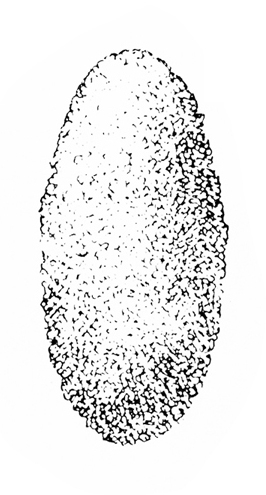 Egg-shaped, upright cocoon appears fuzzy. Black and white art.