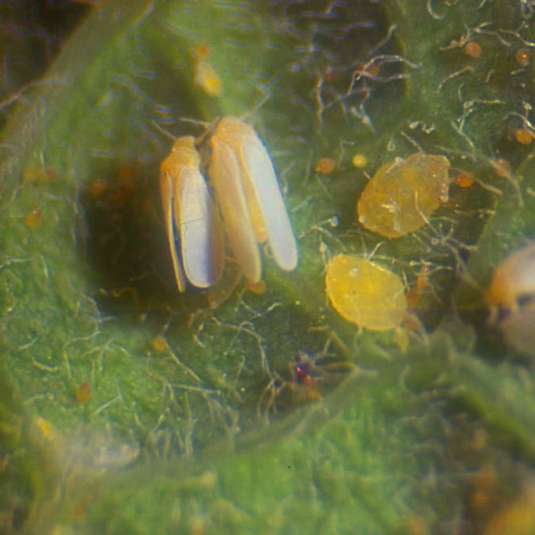 Two tiny, whitish-yellow whiteflies on underside of leaf with thin wings extended over back. To the right are two smaller pupae the shape and color of lemons.