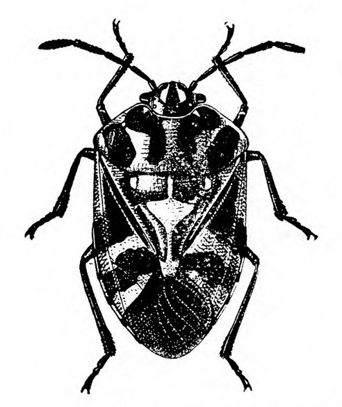 Harlequin bug, top view. Wings folded, creating a shield shape. Mostly black with various white markings. Black and white art.