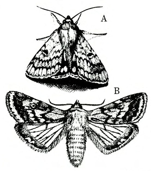 At top, moth with wings at rest, tent-shaped. Underneath, moth with wings spread, forewings variously shaded black. Hind wings lighter with black veins.