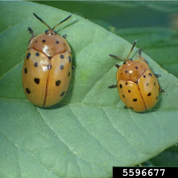 Top view of 2 glossy beetles side-by-side on leaf. Beetle on right smaller. Shaped like lady beetles. Black spots on pale peachy-yellow wing covers and thorax.