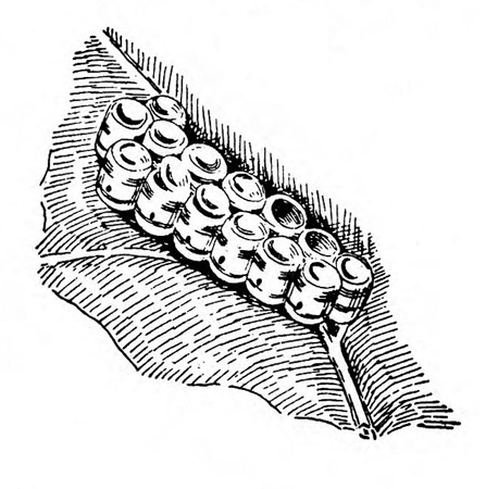 Fourteen, barrel-shaped eggs attached to portion of leaf, upright in two rows of seven, sides touching. Black bands and dots shown. Black and white art.