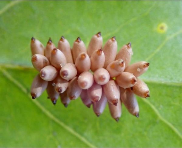 Close-up of cluster of more than two dozen dusty-pink, elliptical eggs attached to leaf at base. Darker pink tubercles visible at outer ends.
