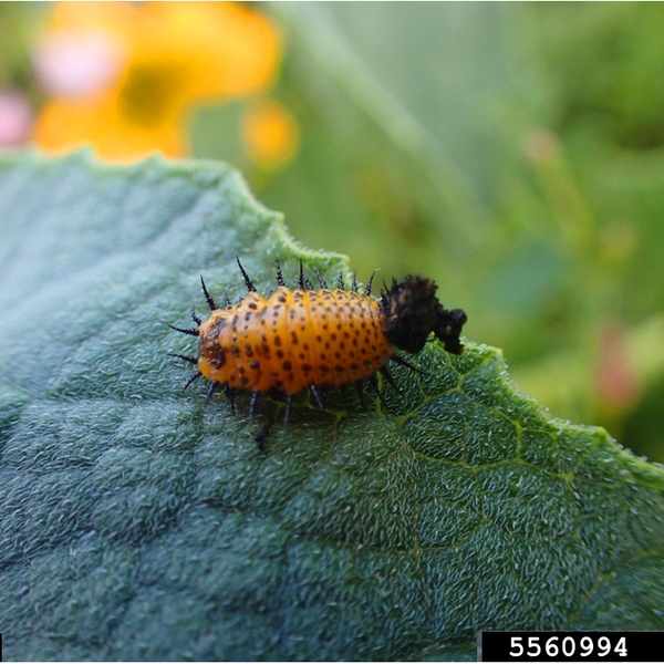 Tiny, orange, oval-shaped larva on leaf with thorny black spikes all over body. A round mass of dark excrement is stuck at base of abdomen.
