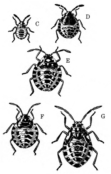 Top view of five nymphs from smallest, labeled C, to largest, labeled G. Striking coloration with many black and white squares and spots. Black and white art.
