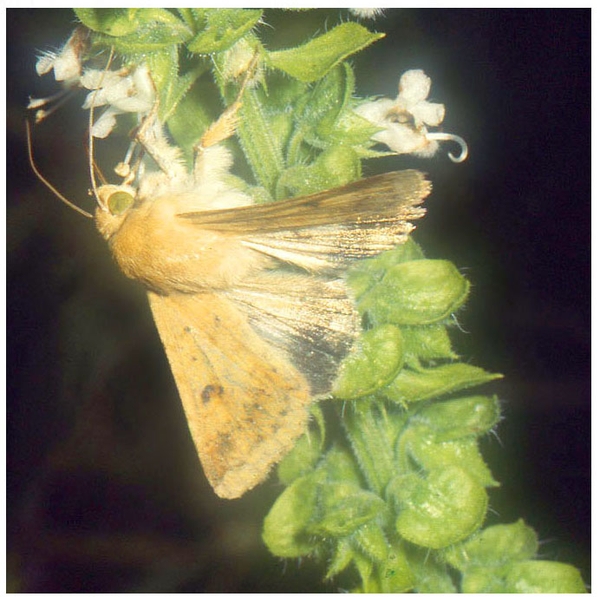 Mostly pale-yellow moth on flowering stalk of basil. Calyxes are green. Blossoms are white. Black background.